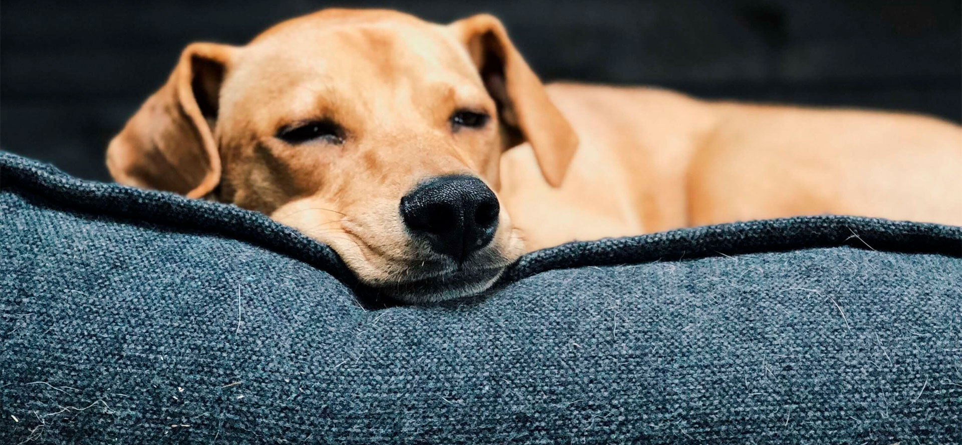 Dog sleeping in indestructible dog bed.