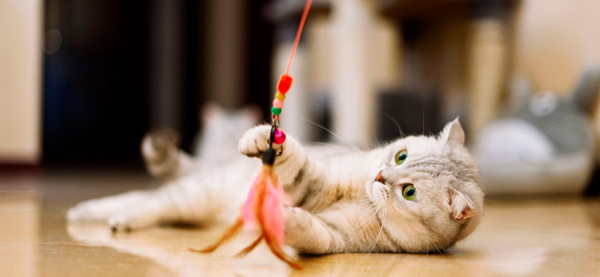 Cat playing with best interactive cat toy.