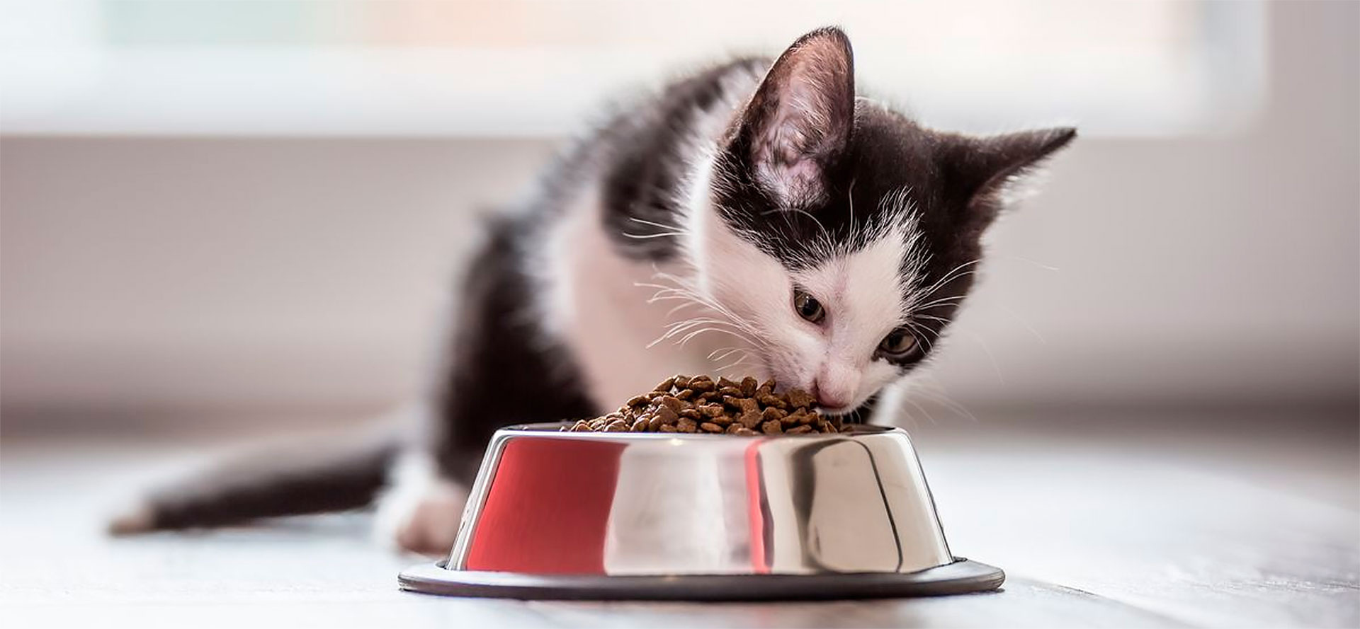 Kitty eats kitten food.