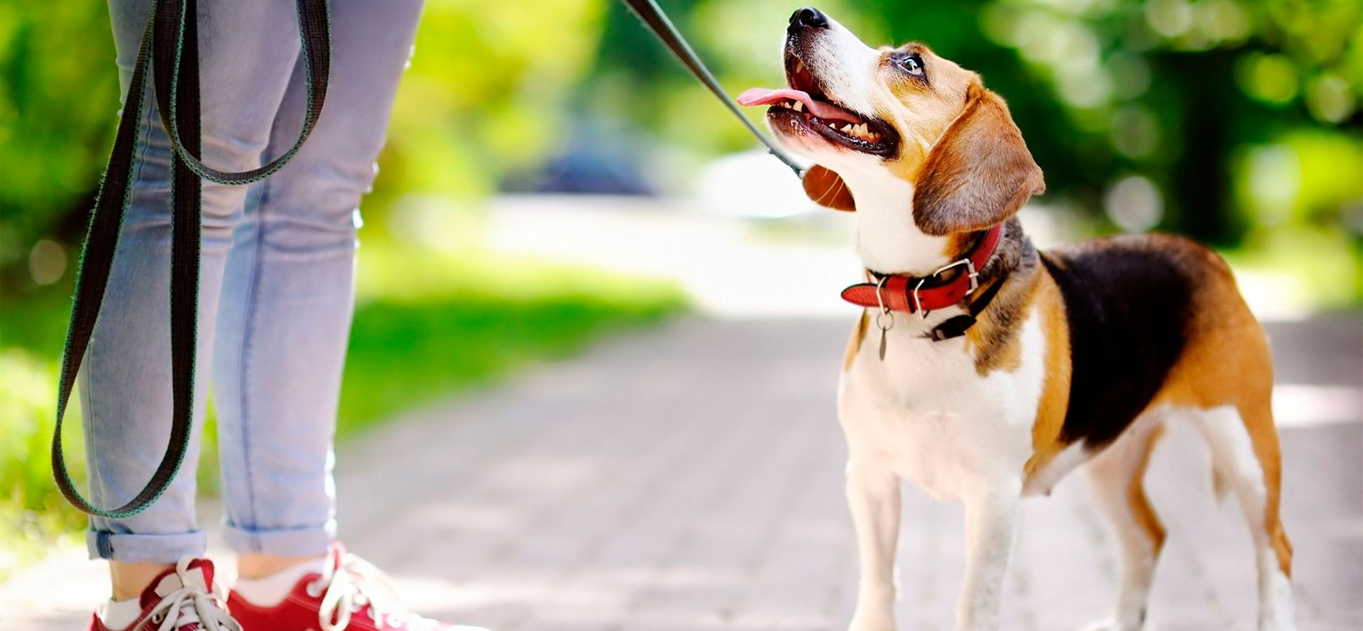 Dog with leather dog collar.