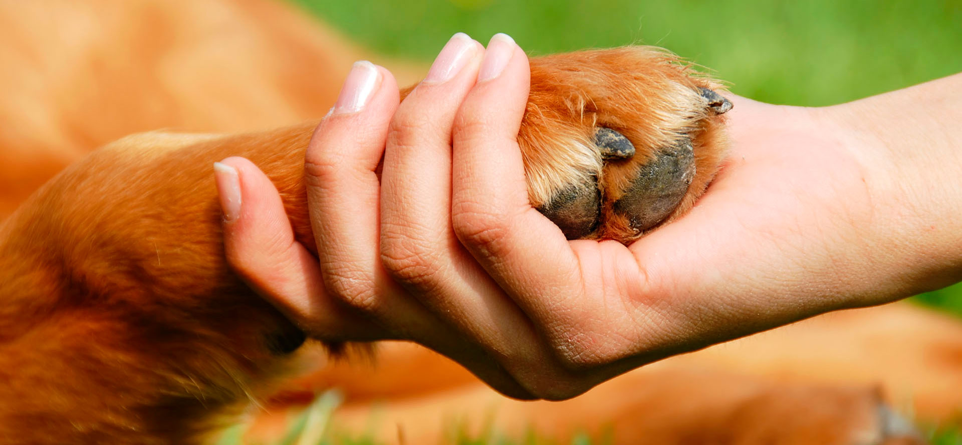 Best Nail Grinder for Dogs.