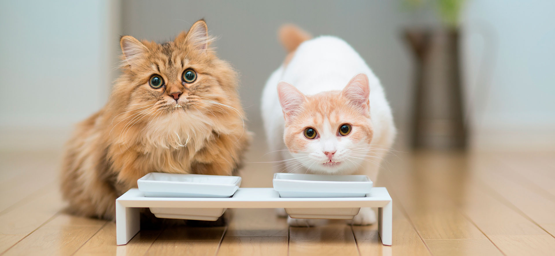 Two cats wait for wet cat food.