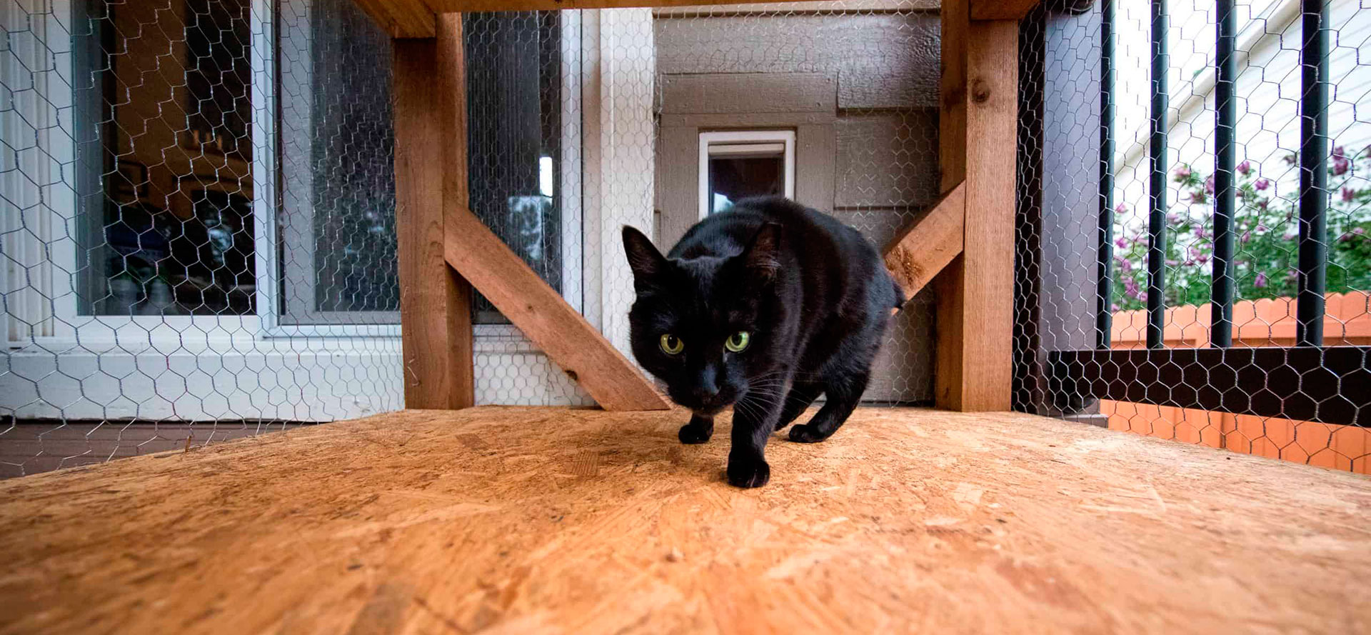 Cat running through Outdoor Cat Enclosure.
