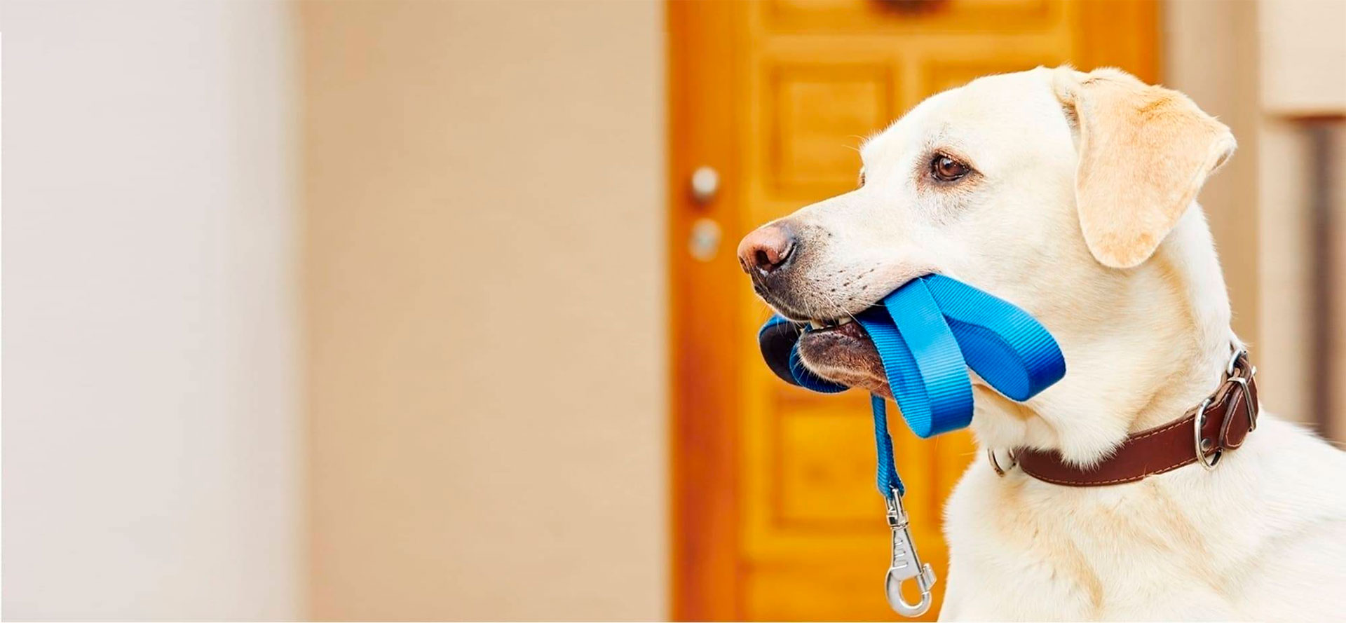 Blue Dog Leash.