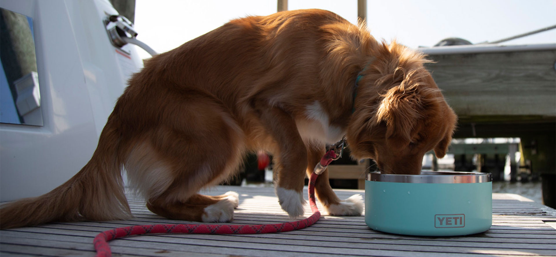 Dog eats from dog bowl.