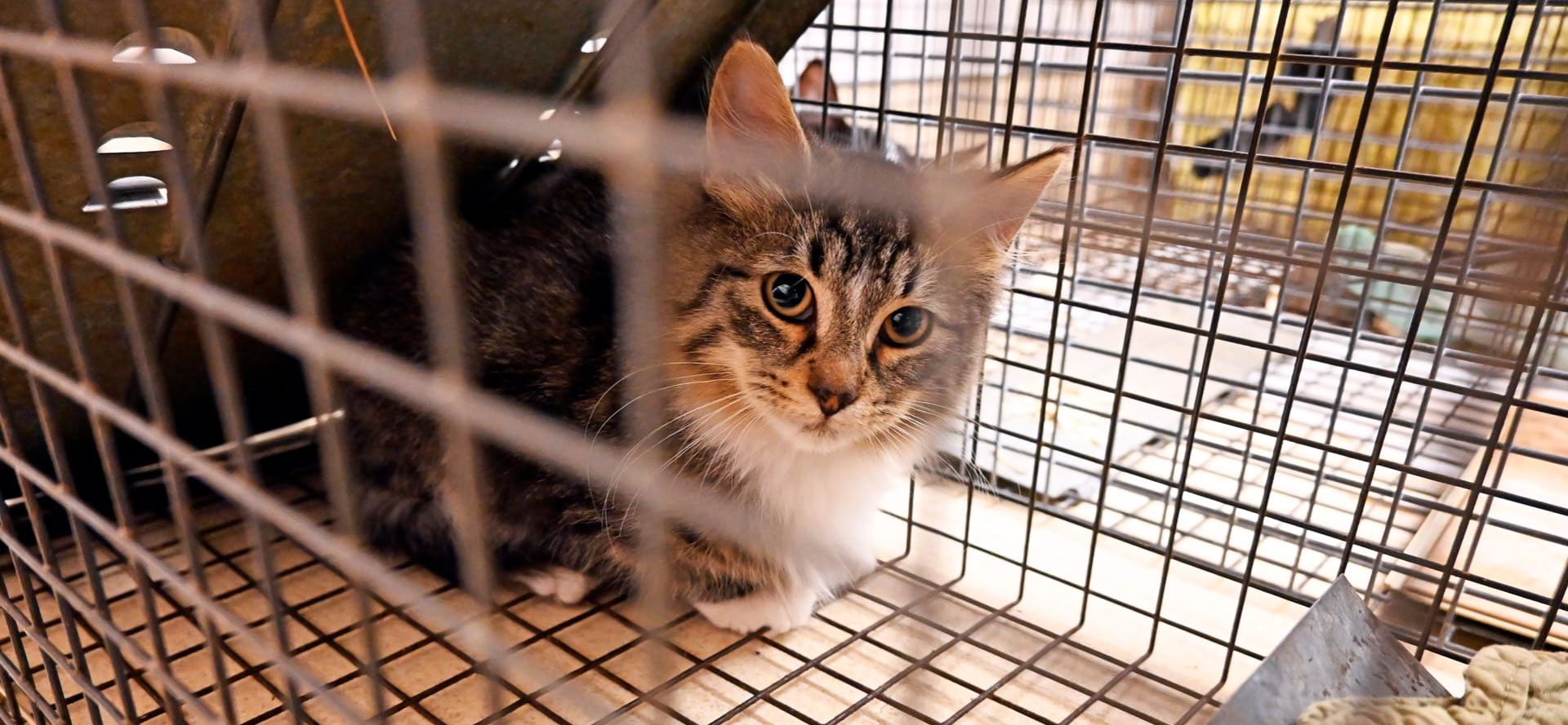 Cat in safe cat cage.