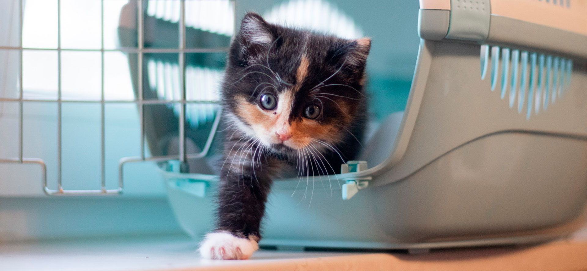 Cage for Kitten.