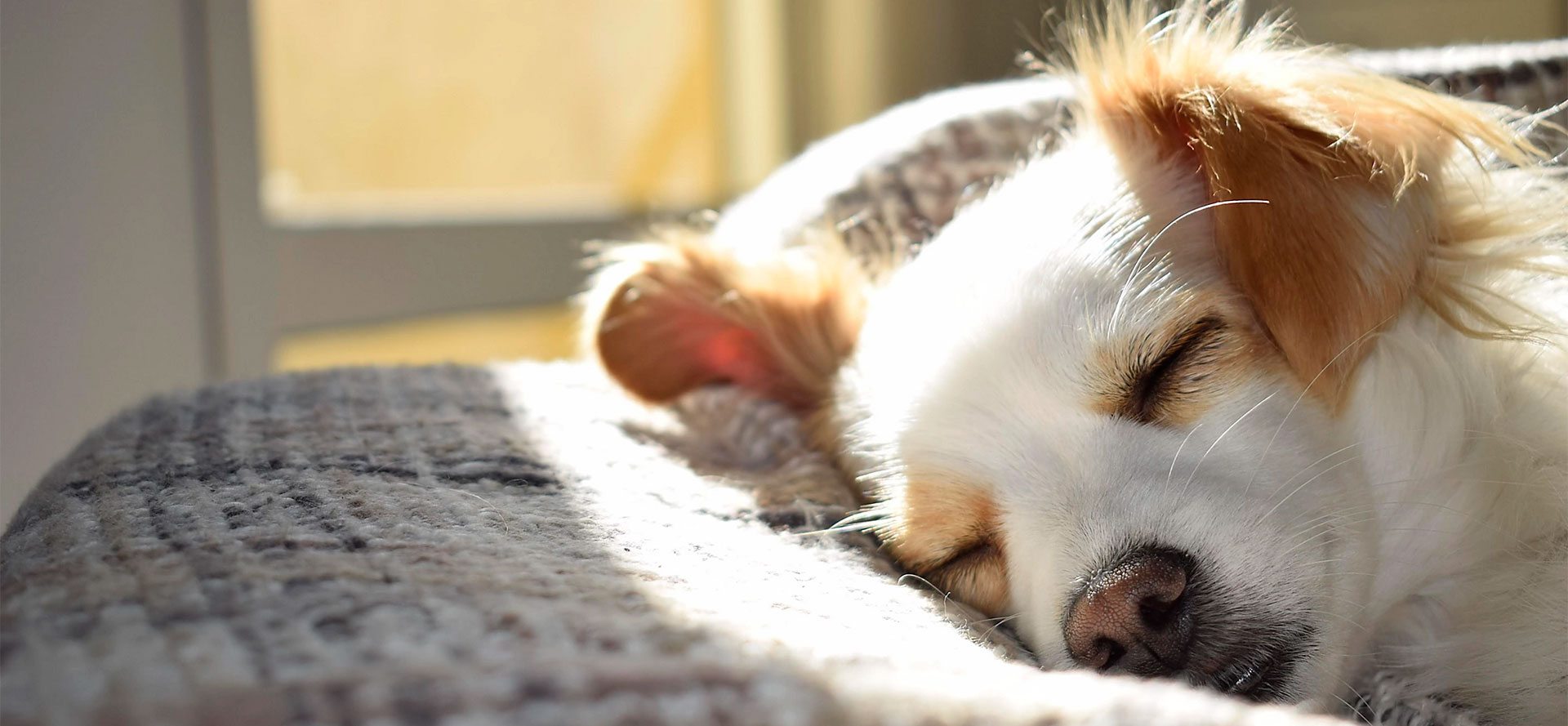 Calming Dog Bed.