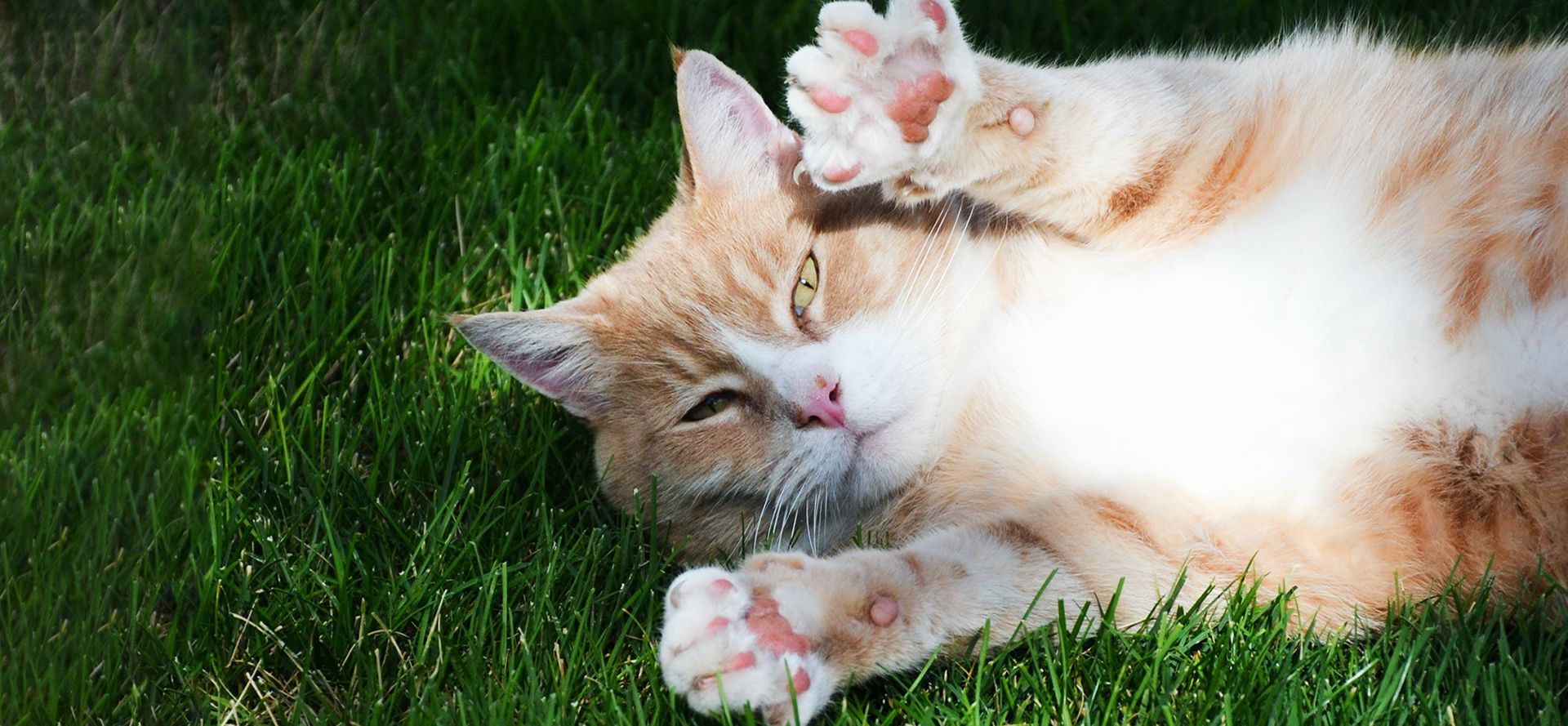 Cat lies on the grass.