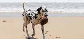 Dalmatian carries a coconut in its teeth.