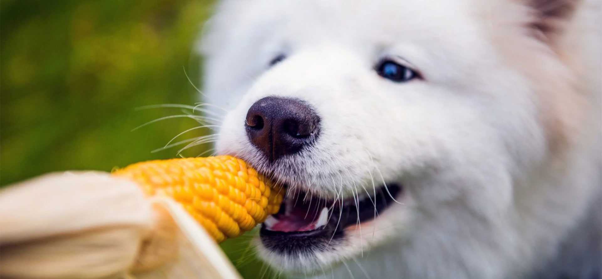 Can dogs eat corn.