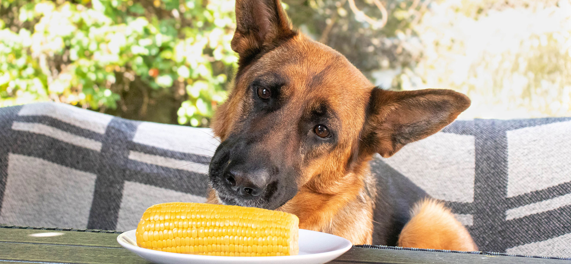 Can dogs eat cornbread.