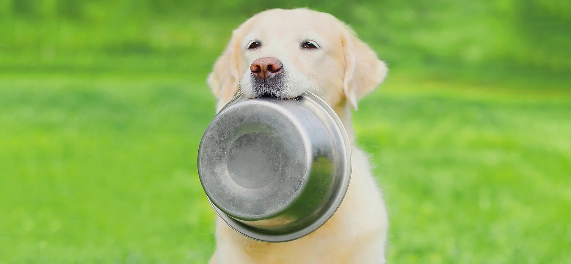 A dog with bowl in teeth.