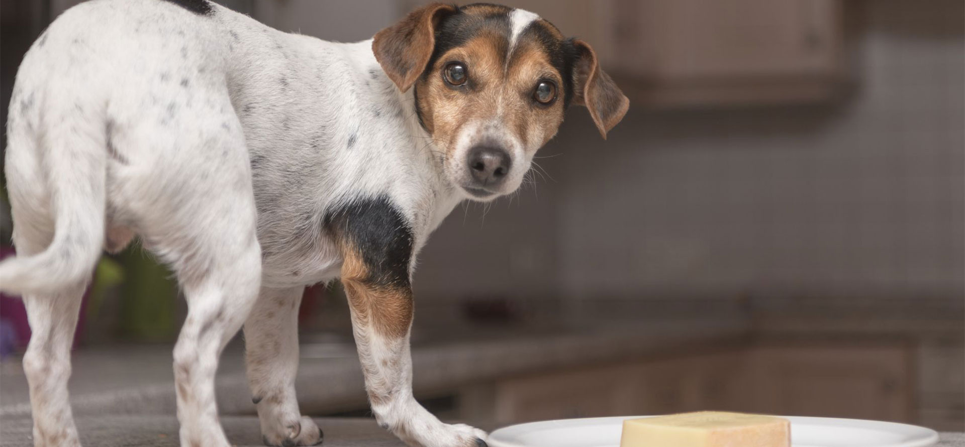 Can Puppies Have Cheese