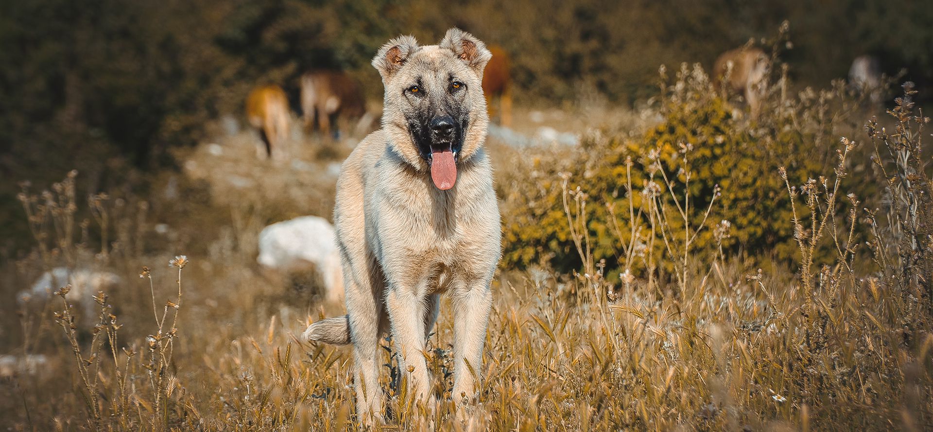 Dog in the field.