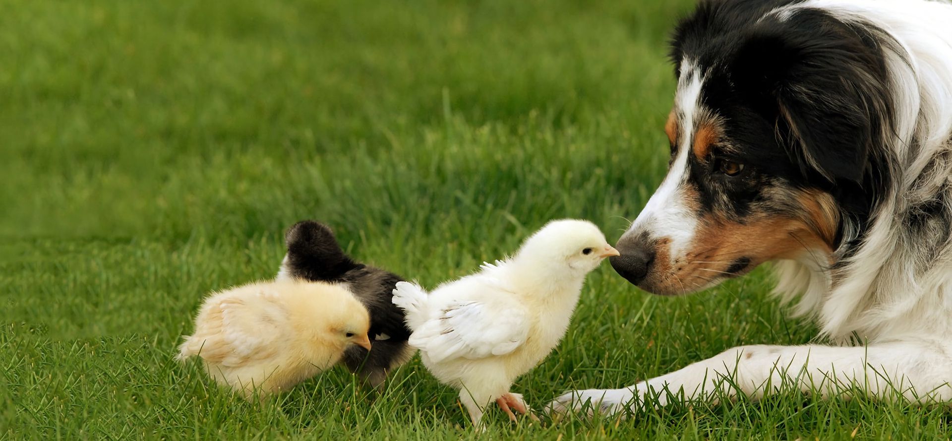 Dog with chickens.
