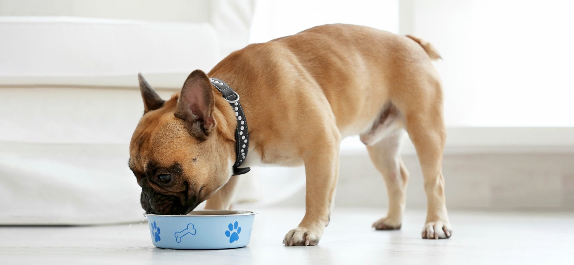 French bulldog eats from a blue bowl.