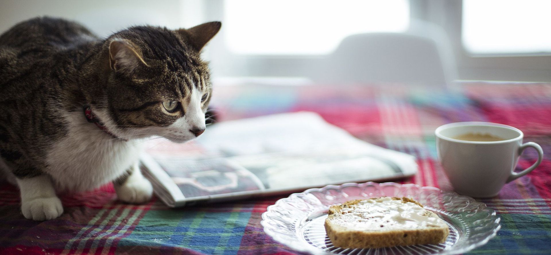 Cat and bread with cheese and butter.