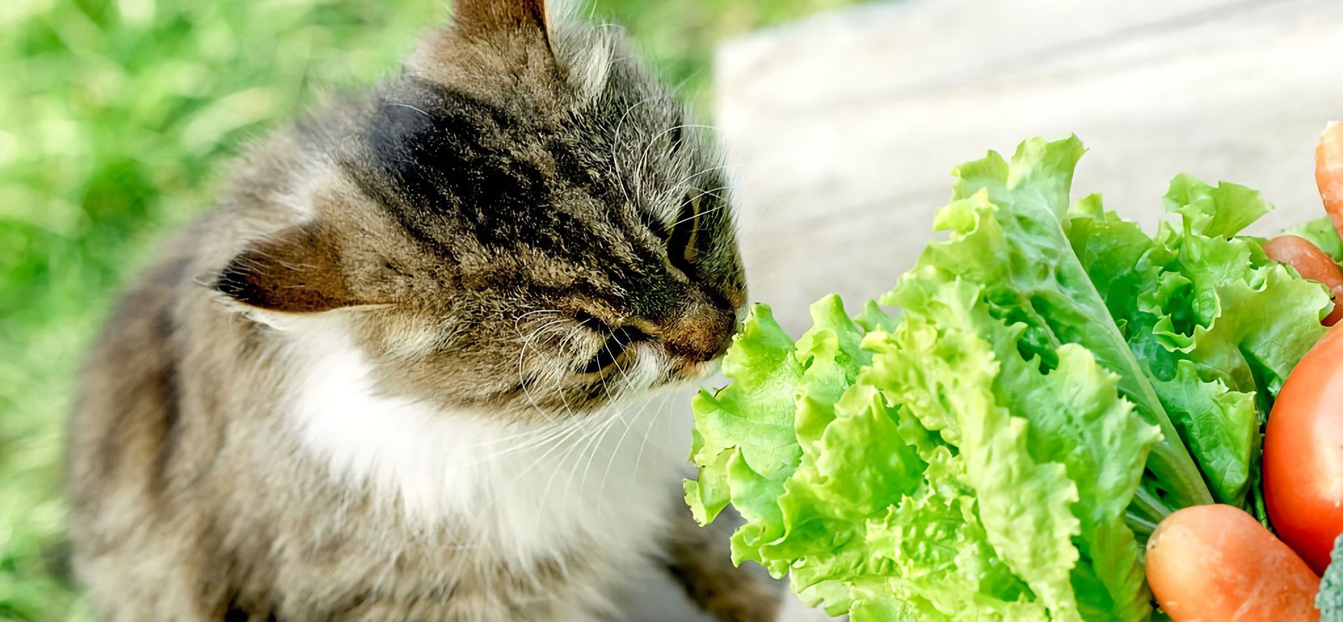 Cat And Healthy Vegetables.