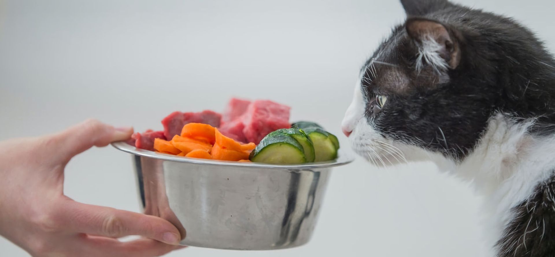 Cat And Serving Of Vegetables.