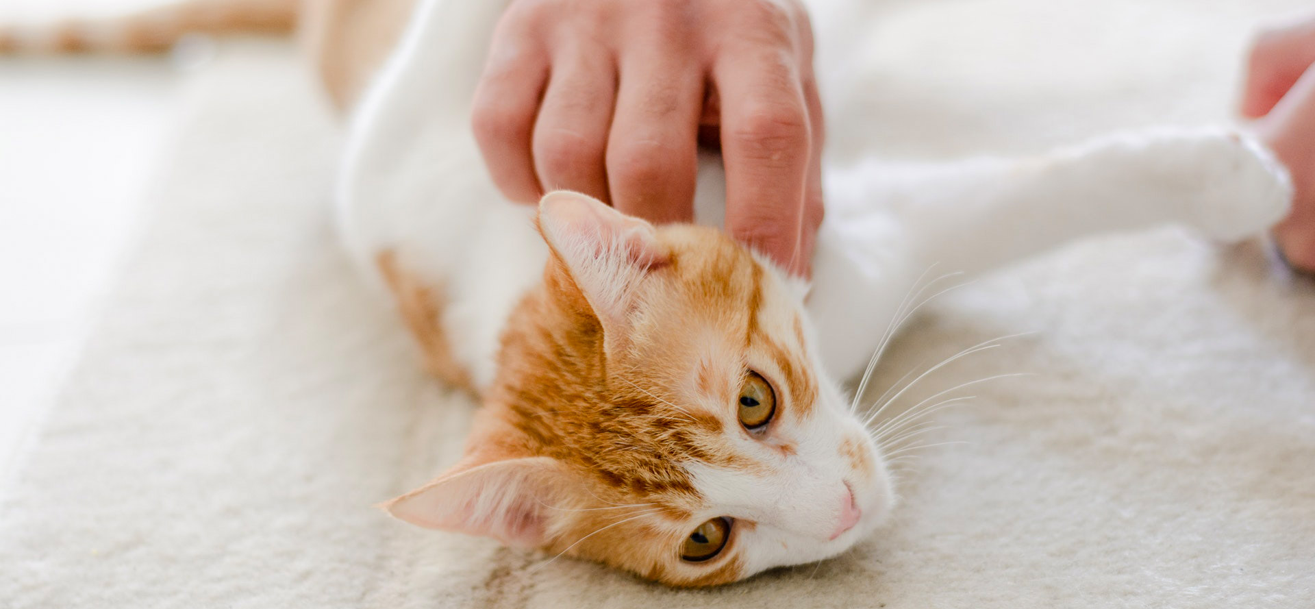 Petting a calm cat.