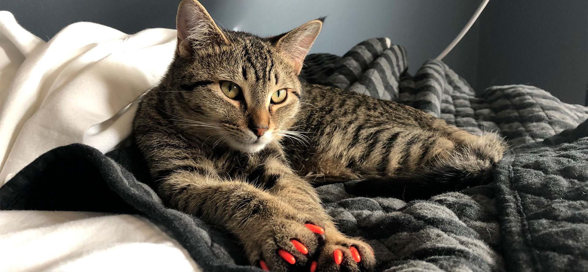 The 5 Best Nail Caps for Cats—We Tested Them All In 2024 