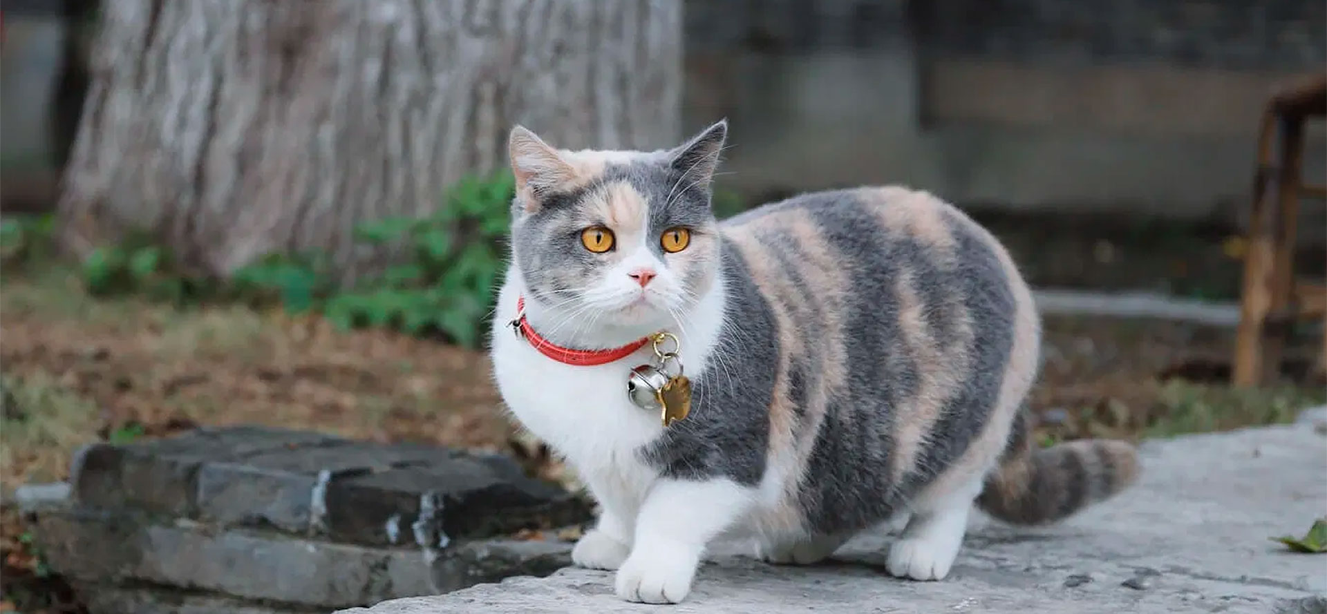 Cat Collars with Bell.