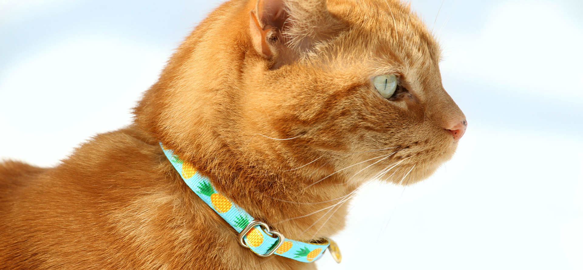 Beautiful cat collar.