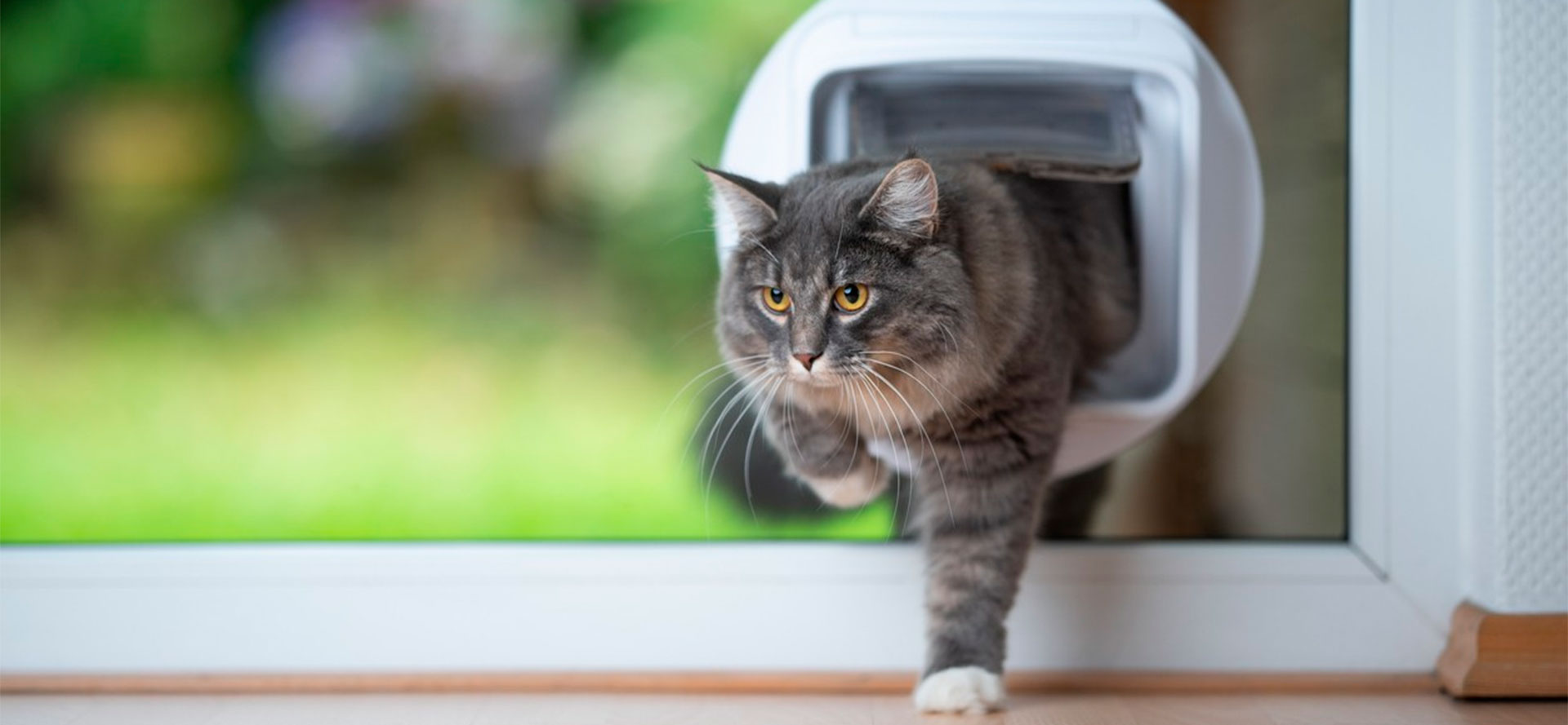 Cat doors for windows.