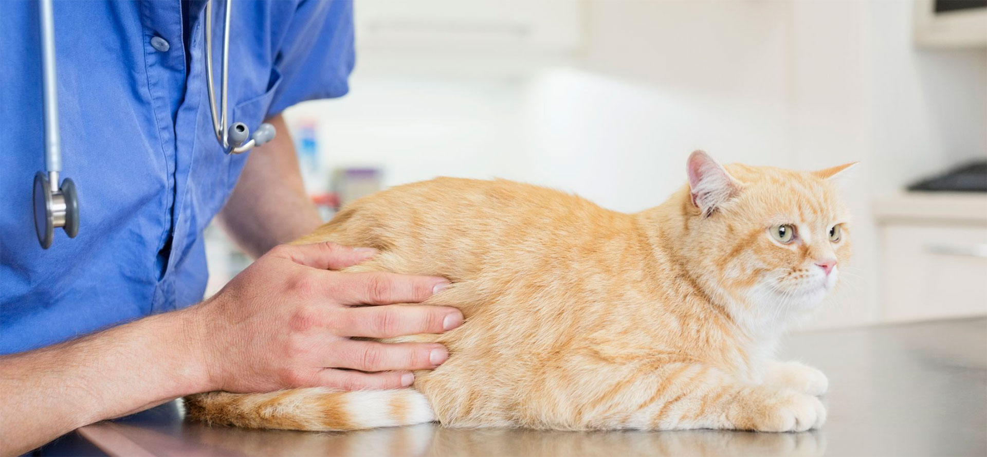 Cat During Treatment.