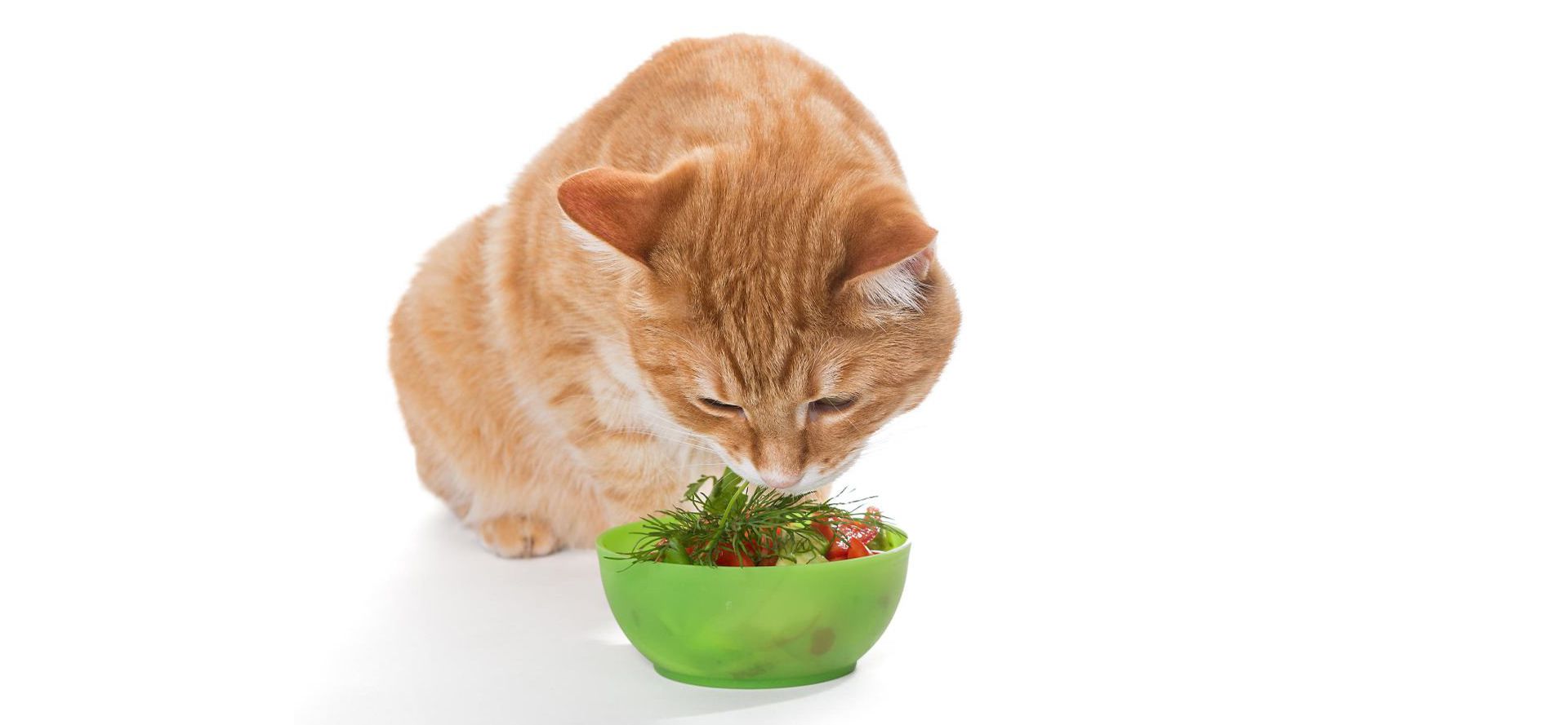 Cat Eats Vegetables.