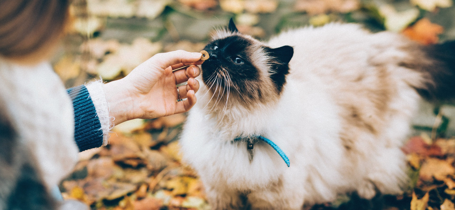 Feeding a cat.