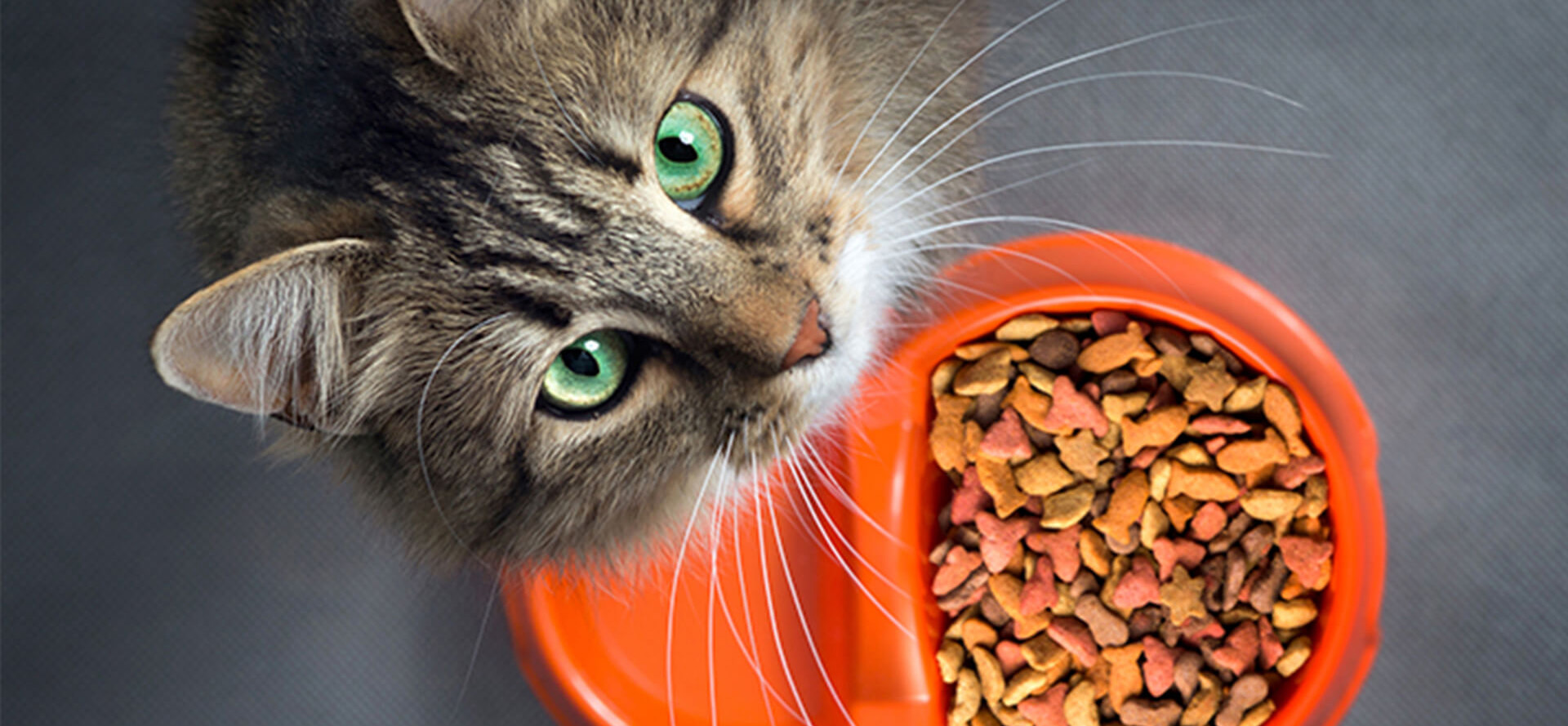 What Is The Best Cat Food For Cystitis at Lois Schaefer blog