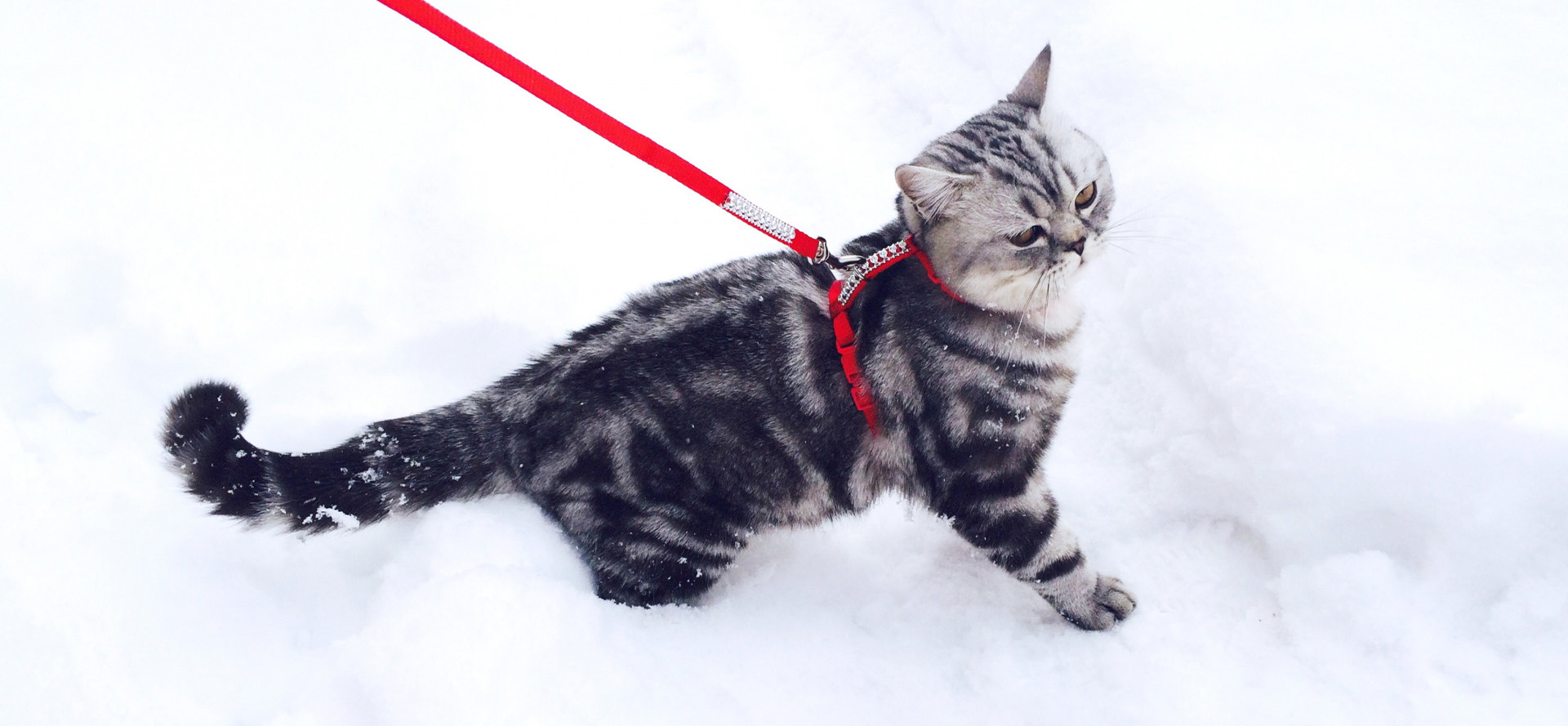 Cat in red harness.