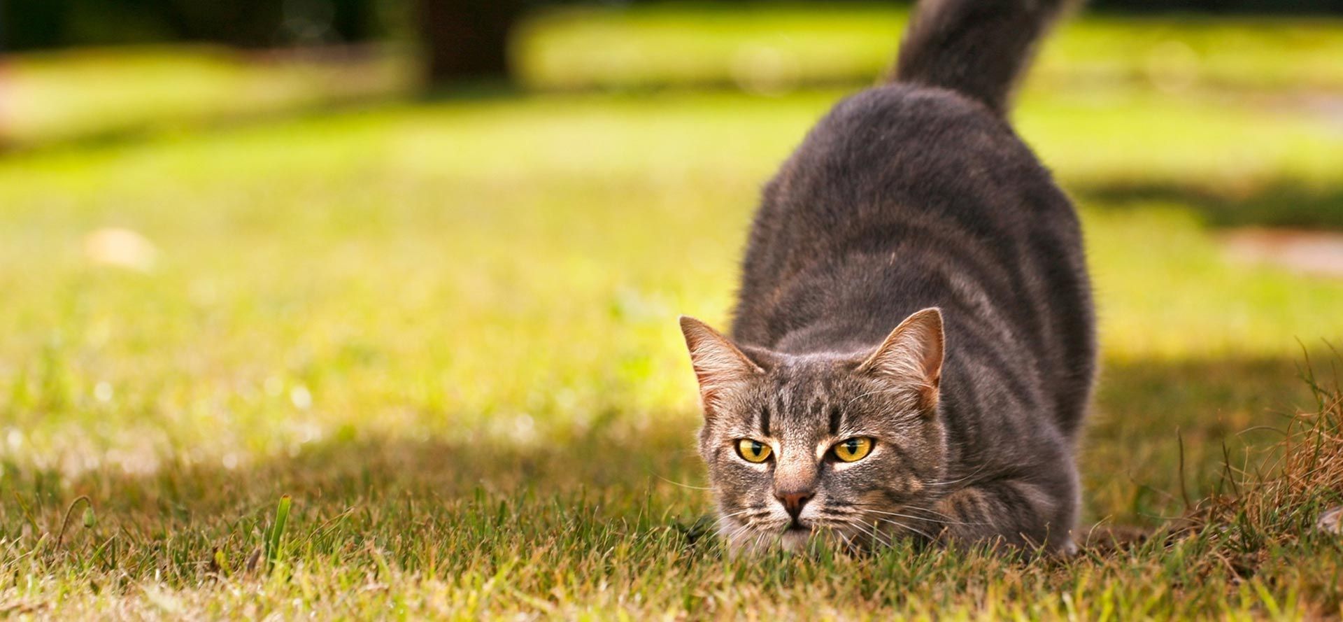 Cat Hunting A Fly.