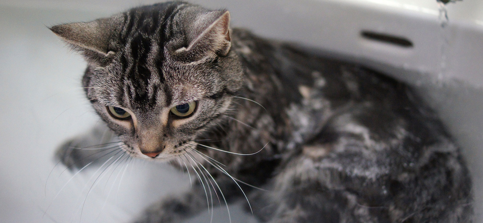 Cat waiting for shampoo in bath.