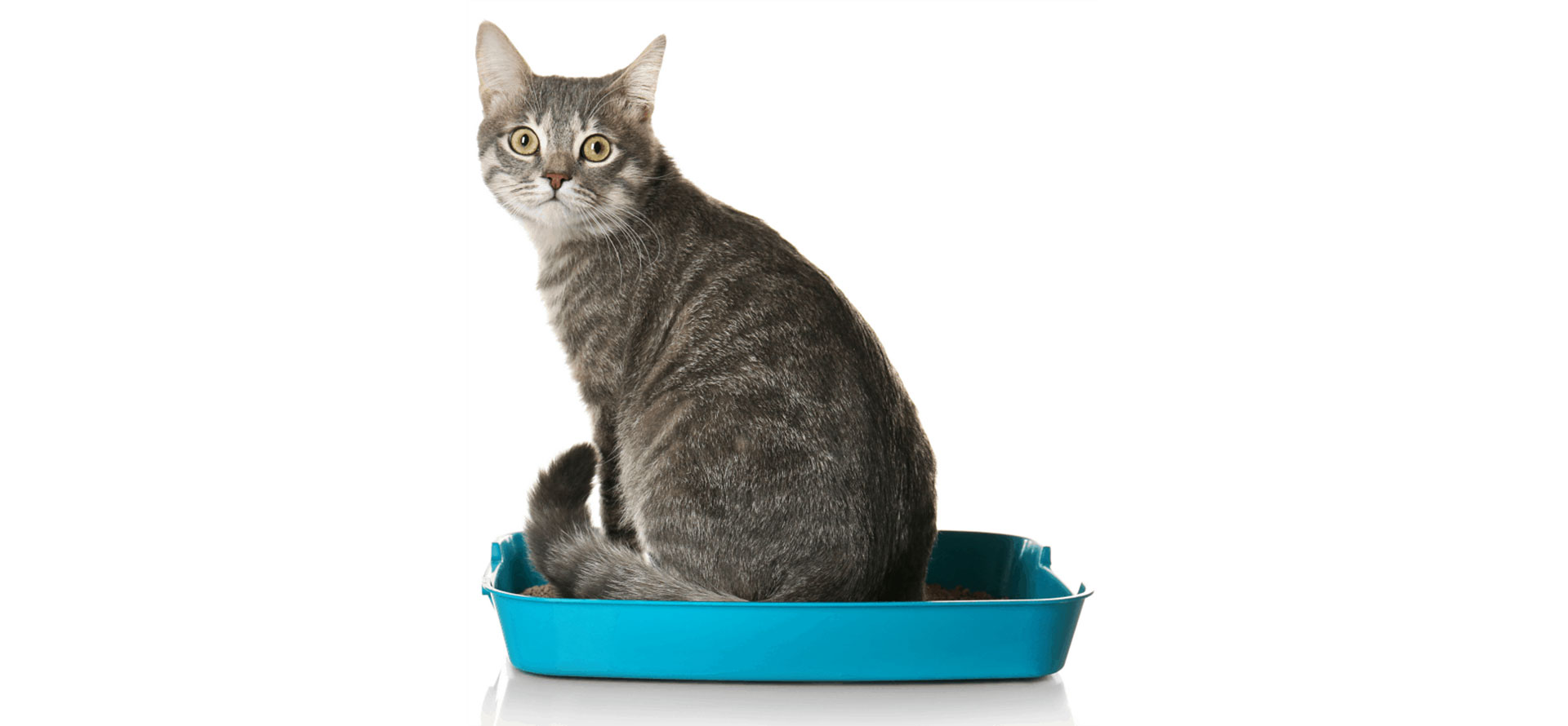 Cat sleeping in beautiful litter box.