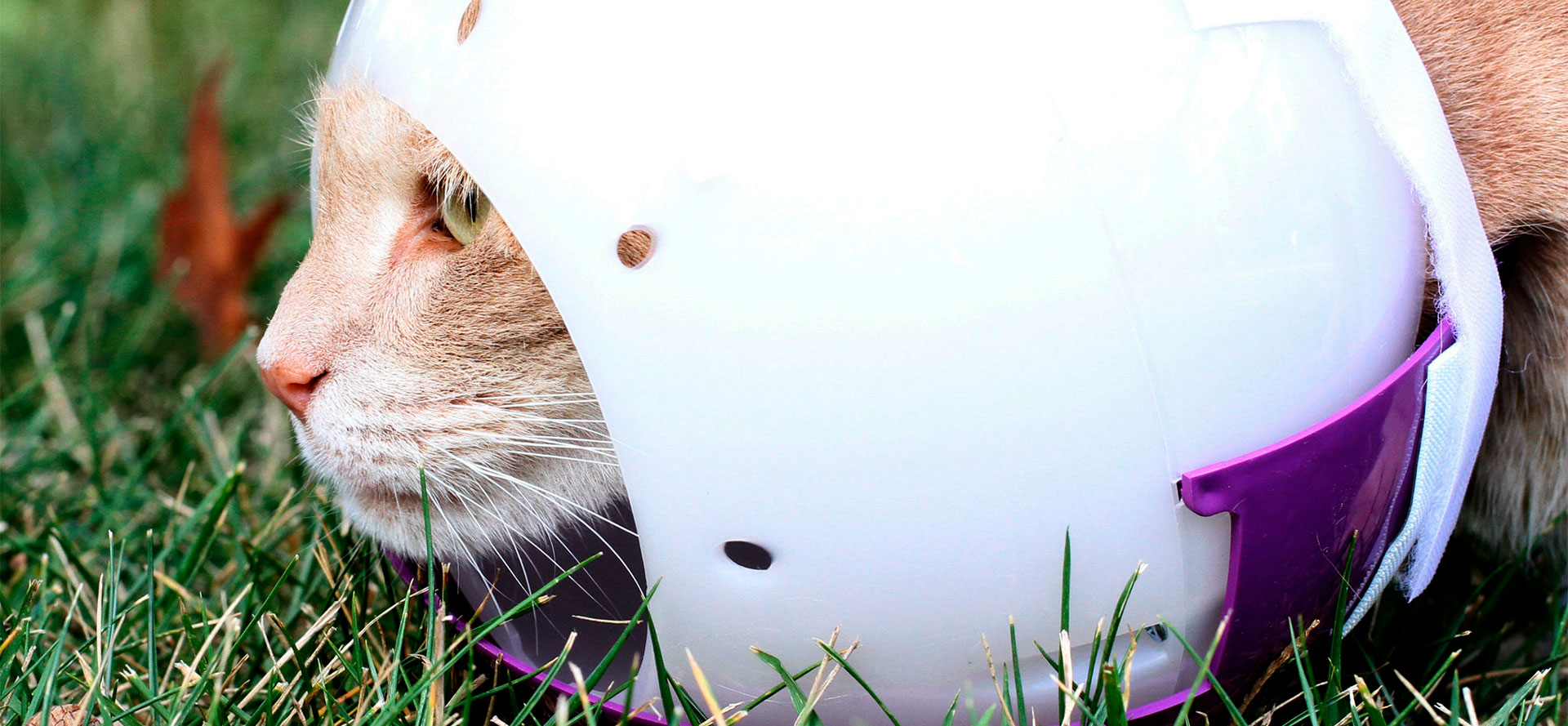 cat muzzle ball