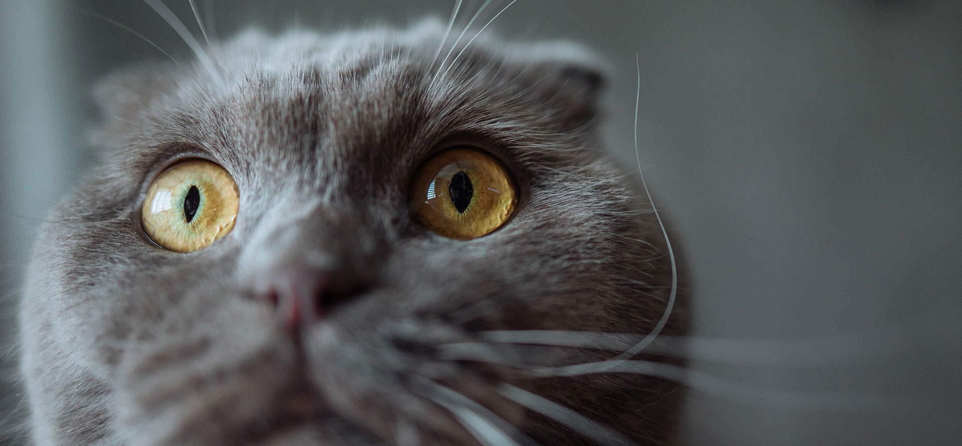 Cat peeing outside litter box cat eyes.