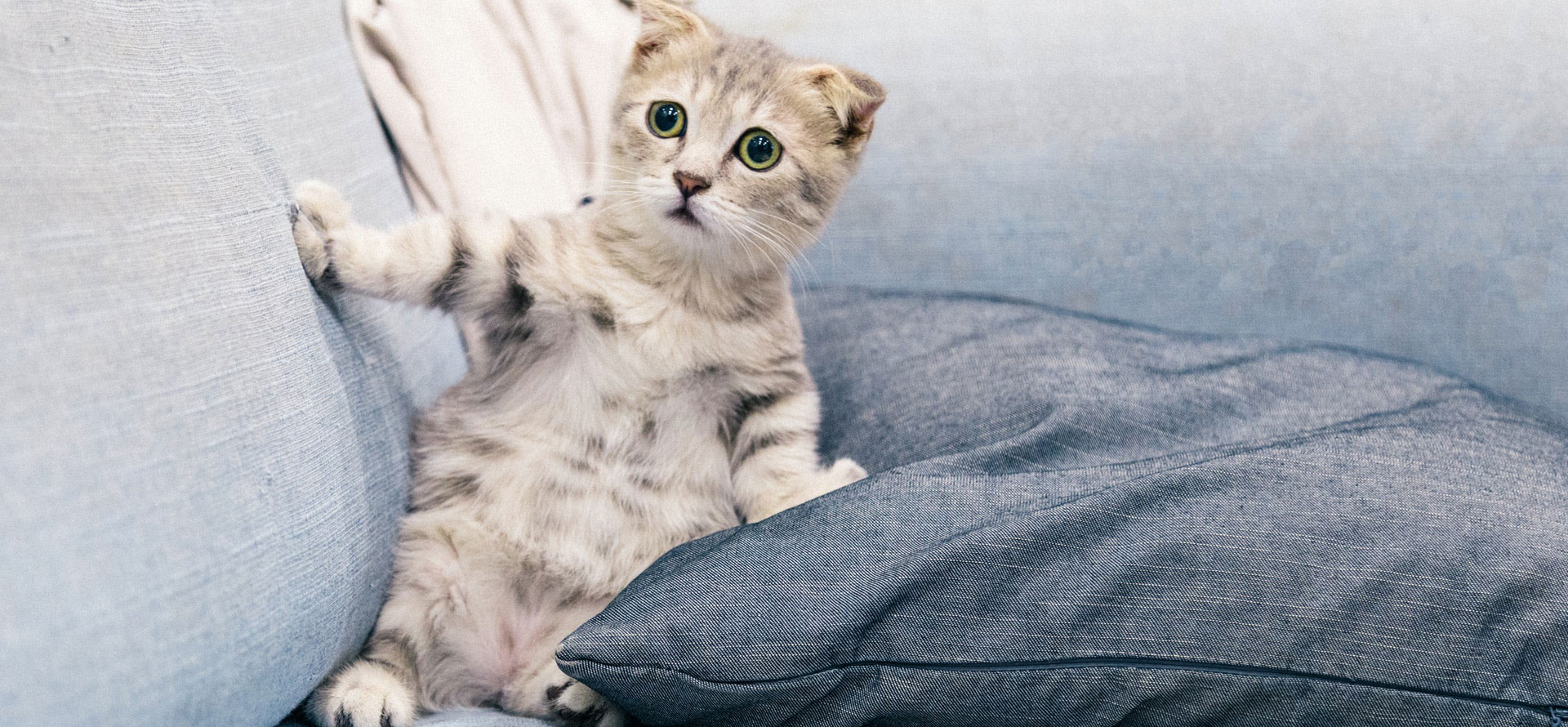 How to stop a cat from peeing outside the litter box.