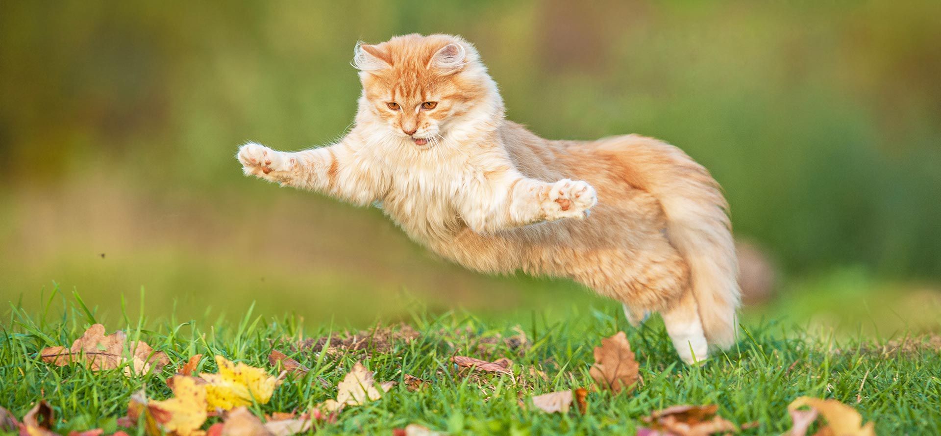 Cat Play With Flies.