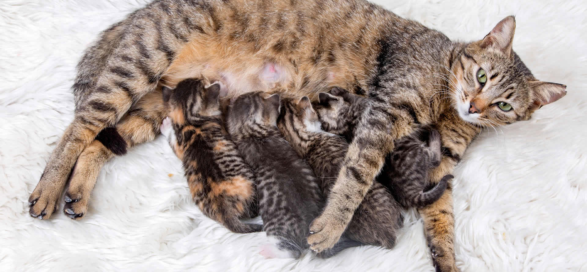 Pregnant cat and kitties.