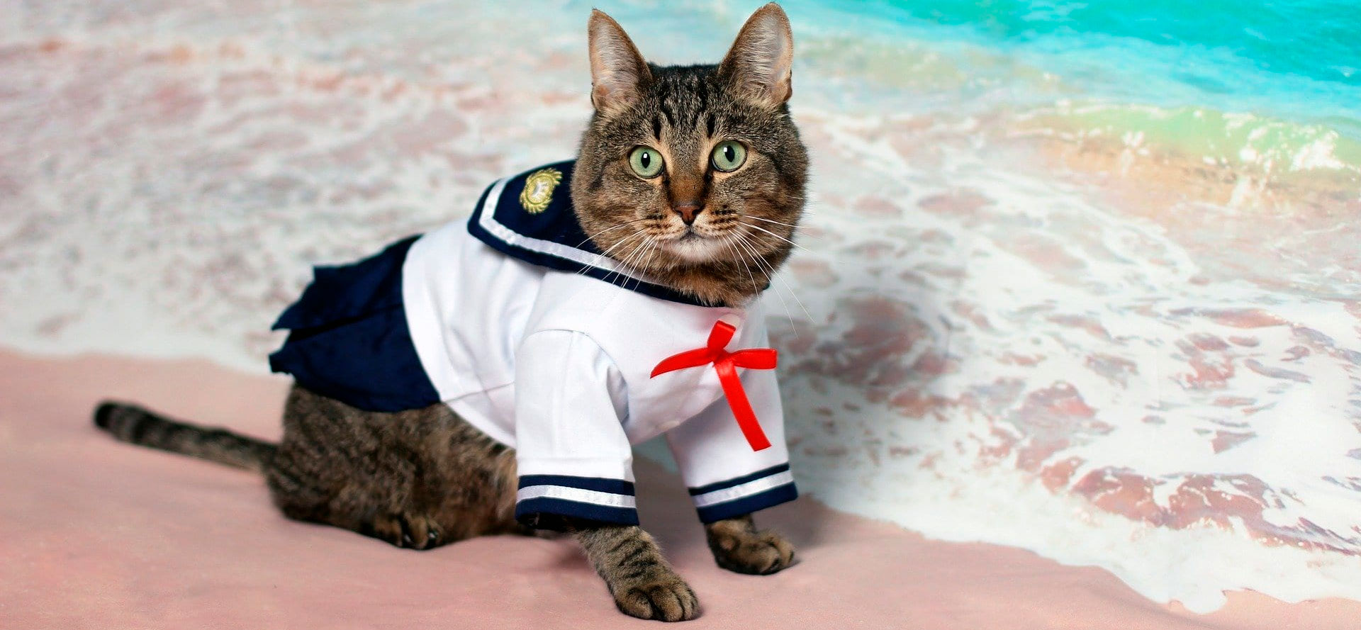 Cat Sailor Costume.