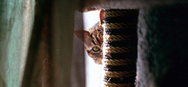 Cat and Scratching Post.