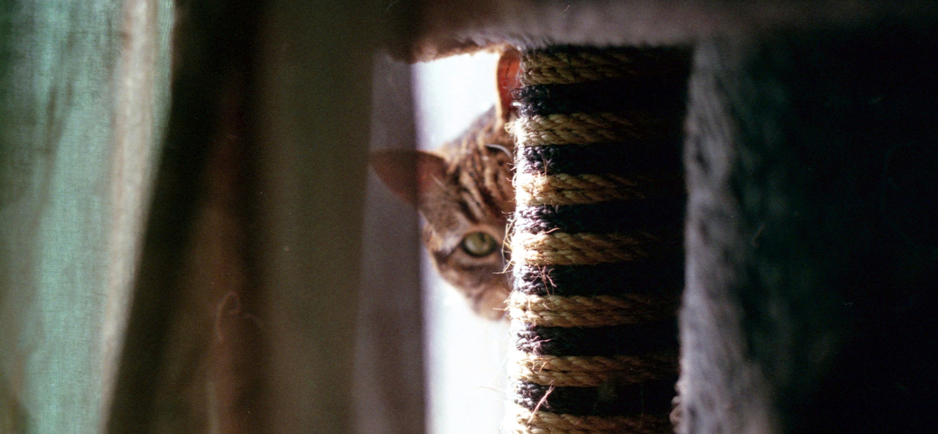 tree stump cat scratcher