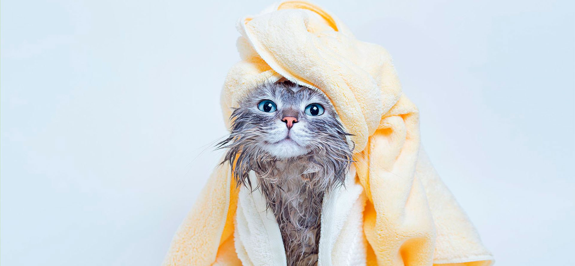 Best Cat Shampoo.