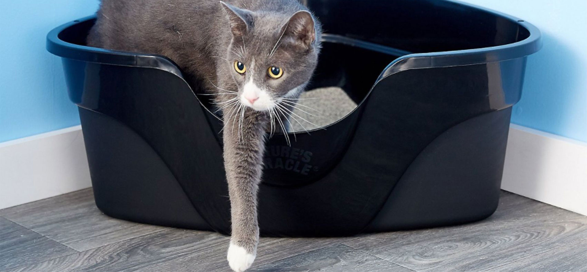 Cat sleeping in black litter box.