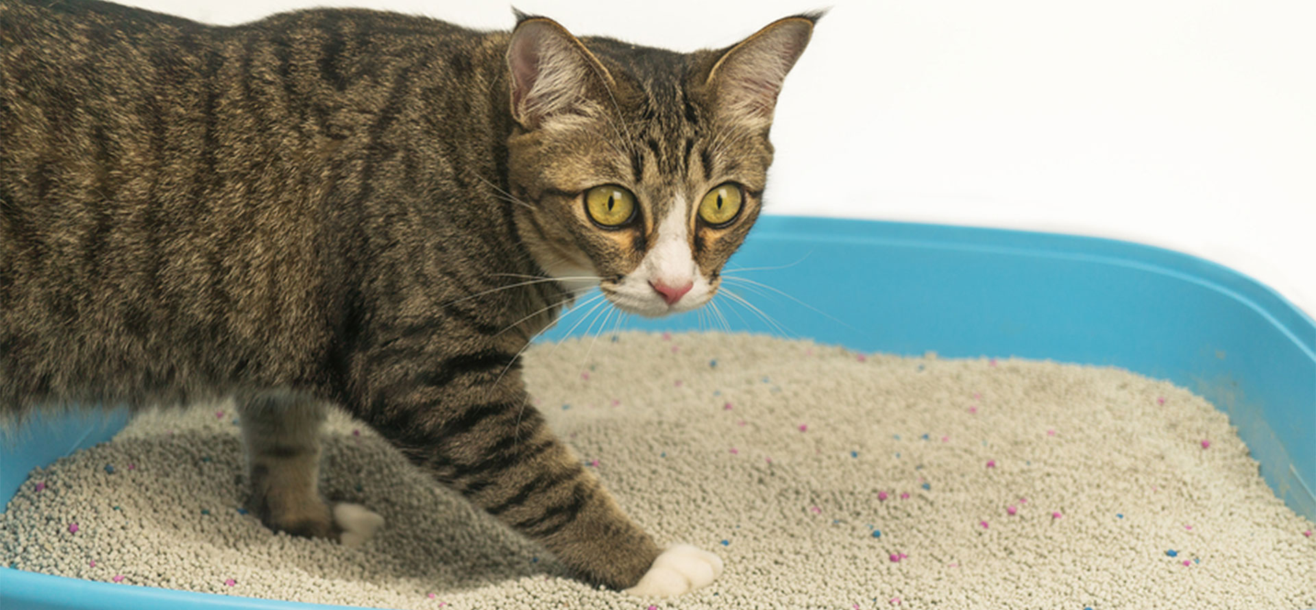 Cat sleeping in blue litter box.