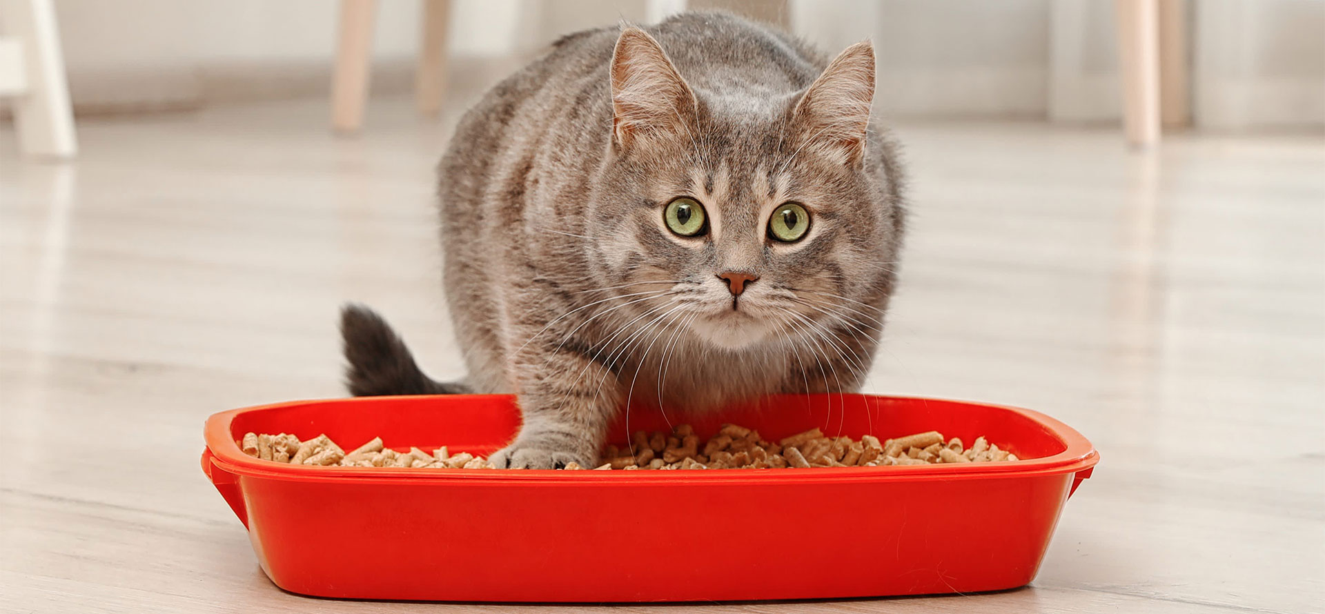 Cat sleeping in litter box.