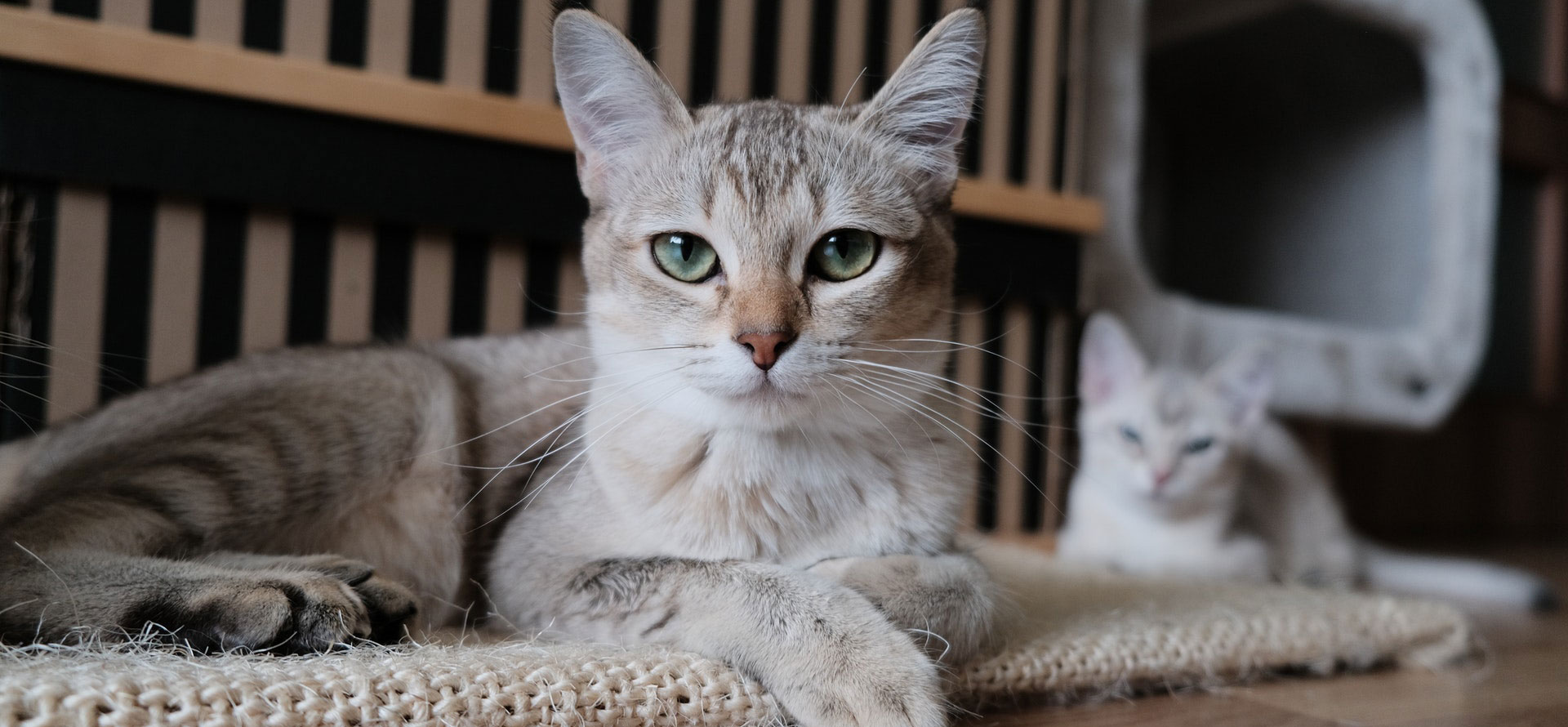 Why does my cat stare at me 2 cats.